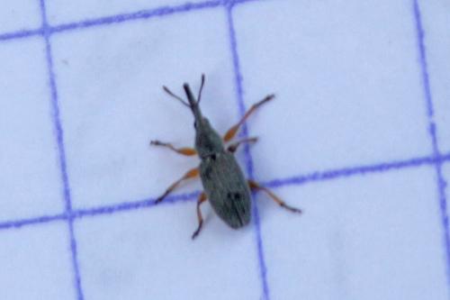 Rhopalapion longirostre